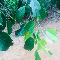 Anthoshorea hulanidda (Kosterm.) P.S.Ashton & J.Heck. Kosterm.